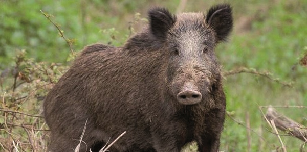 Fauna selvatica, Alleanza Cooperative: “Emendamento su gestione fauna selvatica misura necessaria e attesa da tempo”